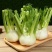 【实力货源】茴香球寿光蔬菜现摘现发西餐配料全国供应