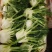 【实力货源】茴香球寿光蔬菜现摘现发西餐配料全国供应