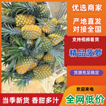 菠萝云南精品菠萝产地一手货源保质保量对接全国市场