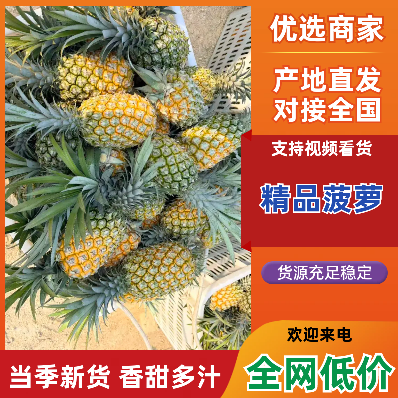 菠萝云南精品菠萝产地一手货源保质保量对接全国市场
