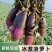【精品冰激凌萝卜】新鲜水果萝卜农家现拔现发