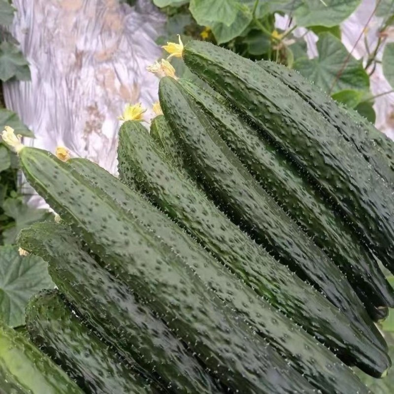 精品莘县黄瓜，密刺黄瓜，大量供应条形好直条干花，保质保量