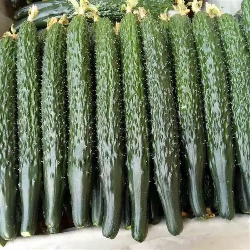 精品莘县黄瓜，密刺黄瓜，大量供应条形好直条干花，保质保量