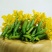 【精品黄瓜花】新鲜迷你小黄瓜脆甜沙拉菜
