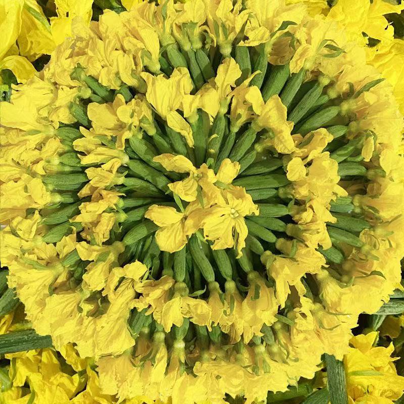 【精品黄瓜花】新鲜迷你小黄瓜脆甜沙拉菜
