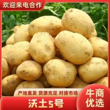 内蒙精品土豆沃土5号土豆/量大从优/诚信经营/产地直发