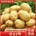 内蒙精品土豆沃土5号土豆/量大从优/诚信经营/产地直发