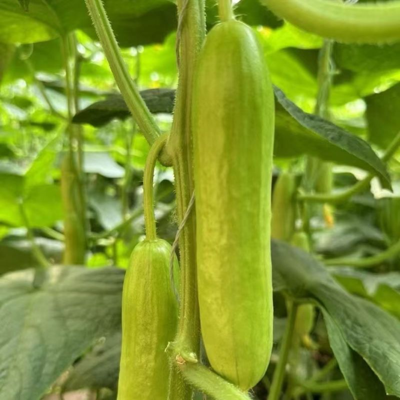 【精品奶油黄瓜】寿光特色正宗水果黄瓜无刺生吃