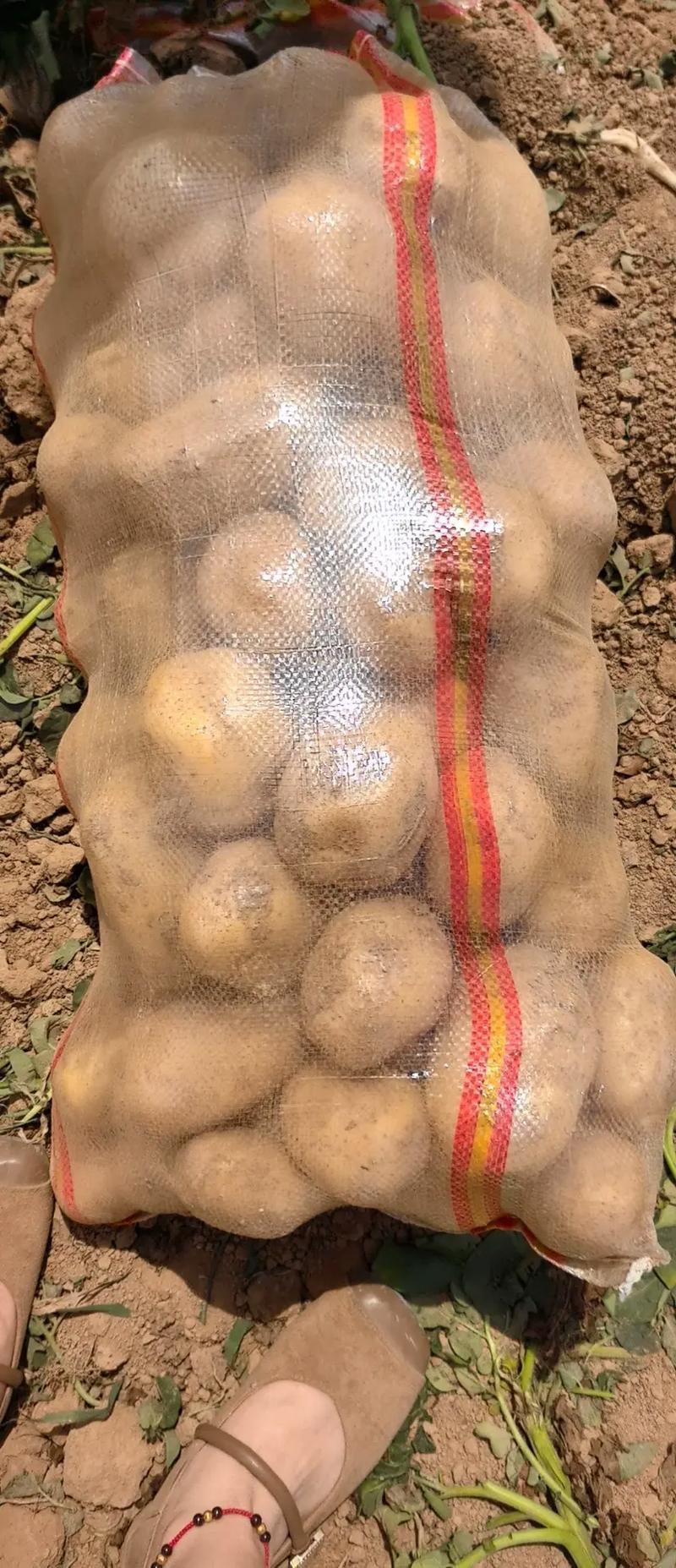 内蒙精品土豆试验1号黄心土豆/沃土5号量大从优/产地直发
