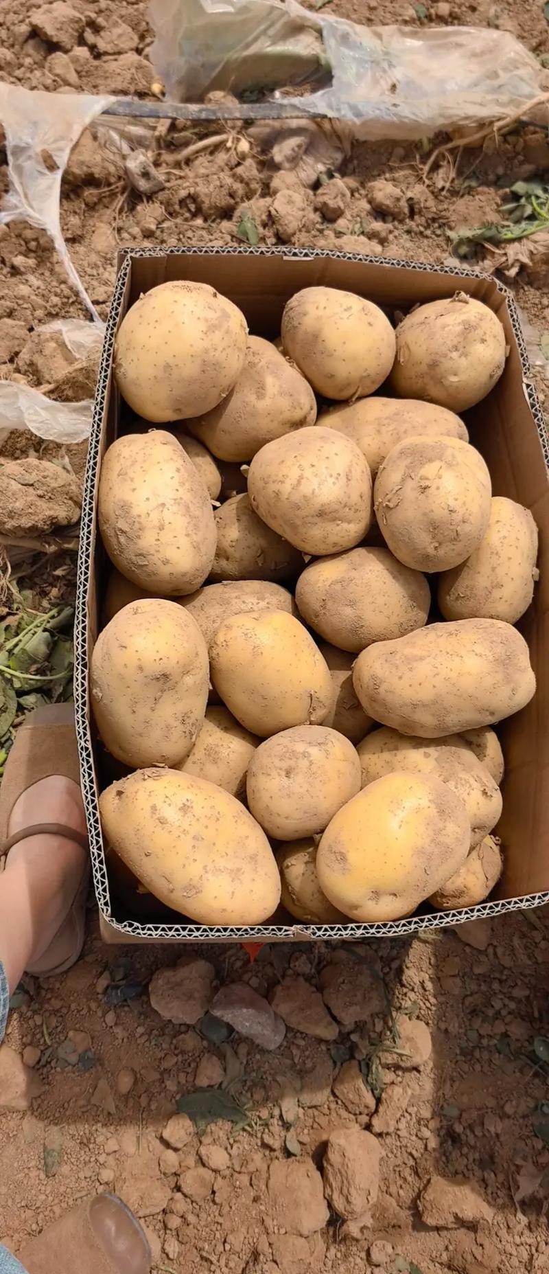 内蒙精品土豆试验1号黄心土豆/沃土5号量大从优/产地直发