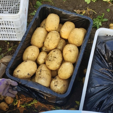 内蒙精品土豆试验1号黄心土豆/沃土5号量大从优/产地直发