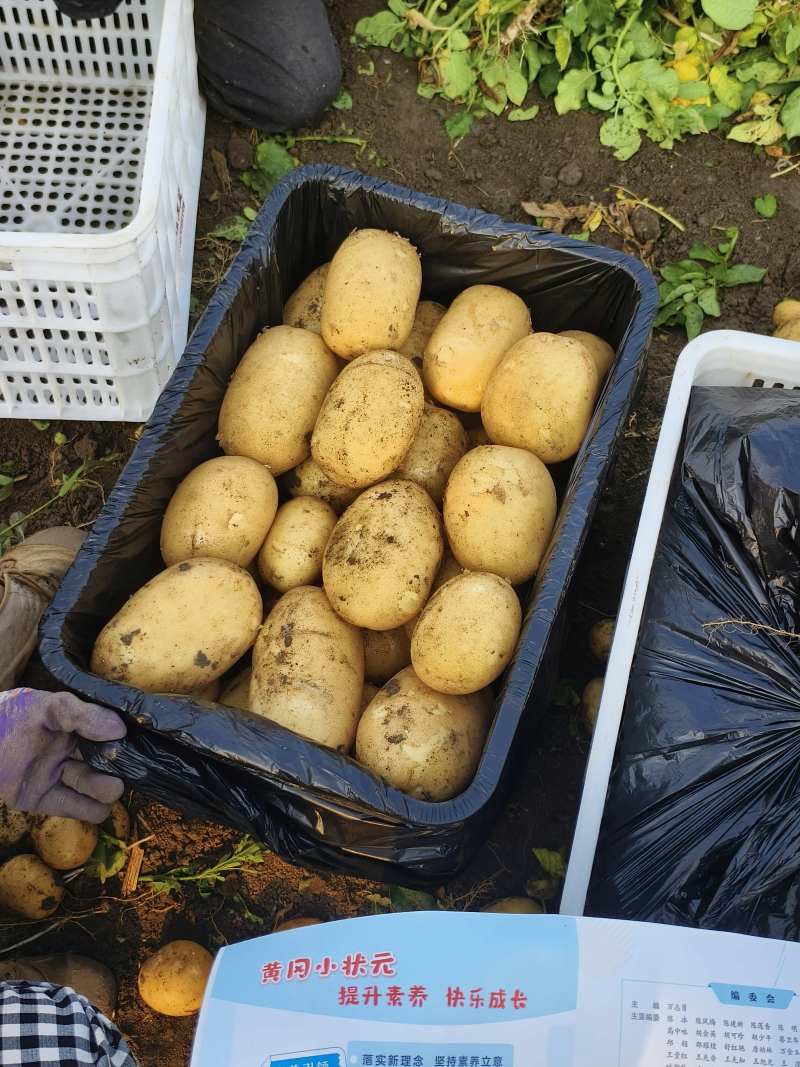 内蒙精品土豆试验1号黄心土豆/沃土5号量大从优/产地直发