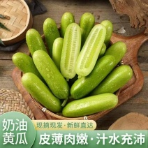 【寿光奶油黄瓜】特色奶油小黄瓜无刺生吃