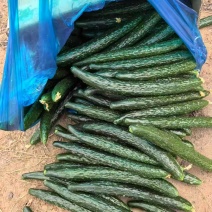 河南密刺黄瓜大量上市产地直供大量有货质量保证一手货源