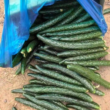 河南密刺黄瓜大量上市产地直供大量有货质量保证一手货源