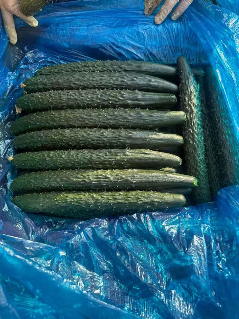 河南密刺黄瓜大量上市产地直供大量有货质量保证一手货源