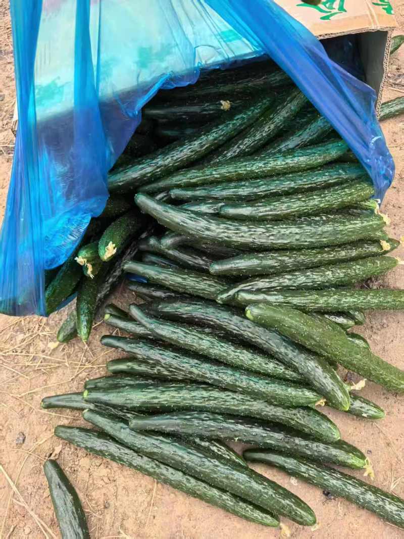 河南密刺黄瓜大量上市产地直供大量有货质量保证一手货源