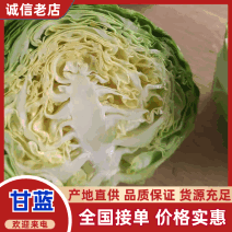 精品软甘山东大棚直供新鲜甘蓝批发货源充足