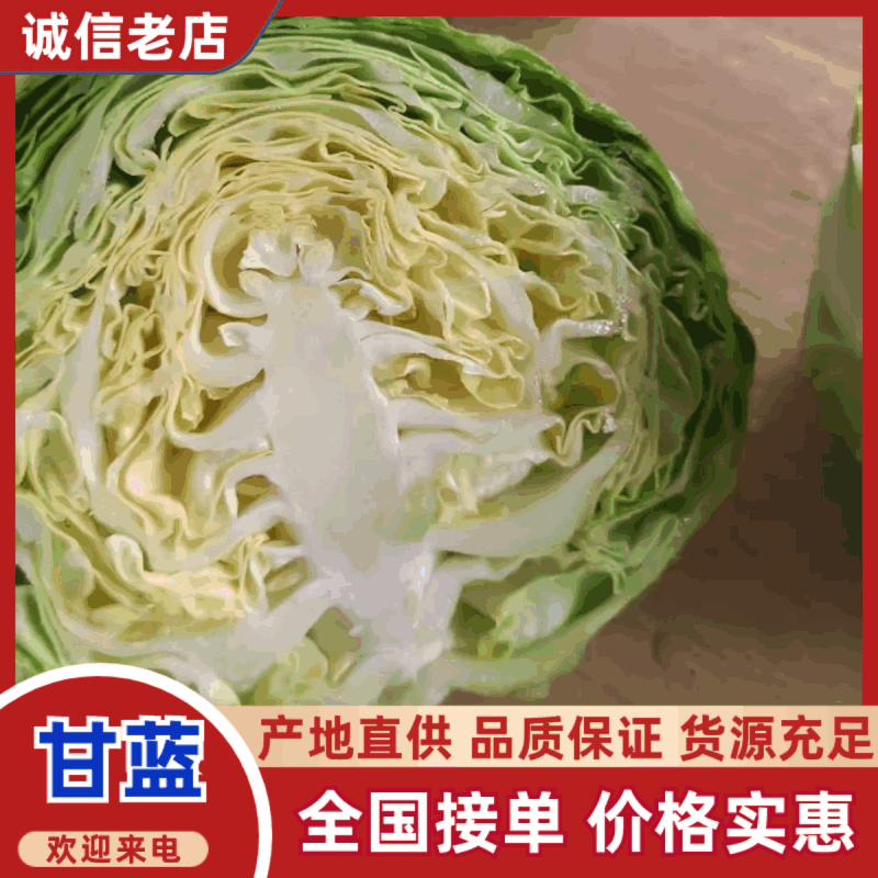精品软甘山东大棚直供新鲜甘蓝批发货源充足
