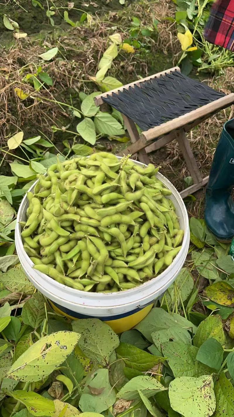 绿宝石毛豆产地直销量大质优价格优惠一手货源欢迎咨询