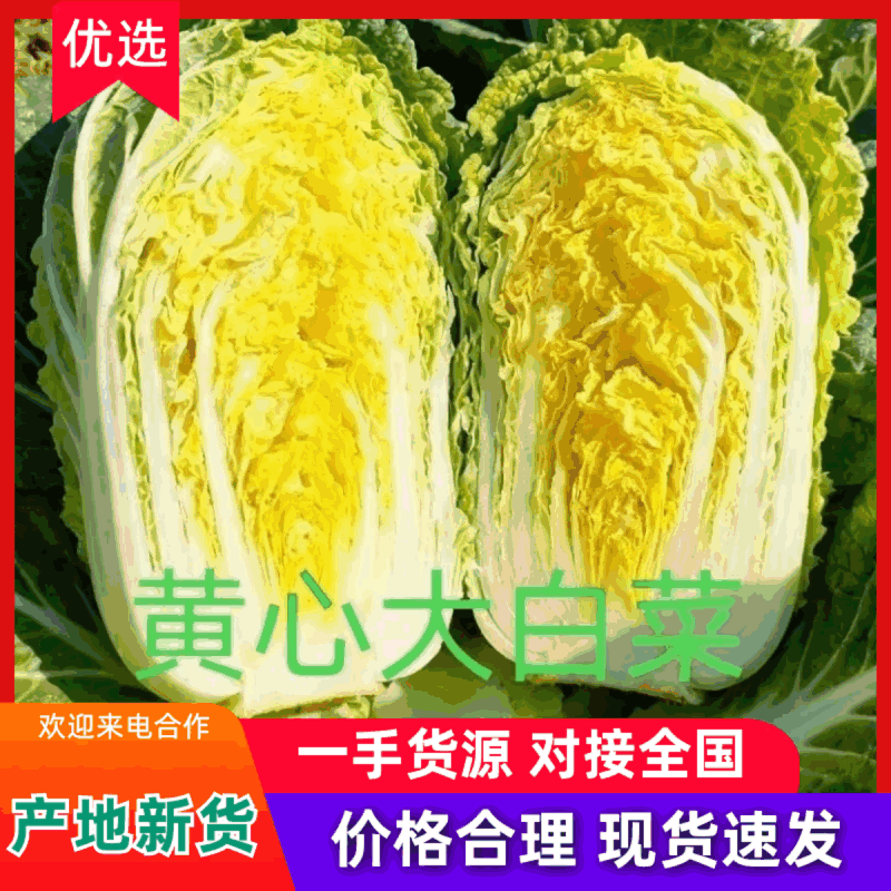 山东优质黄心大白菜产地直供新鲜脆嫩整车批发量大价优