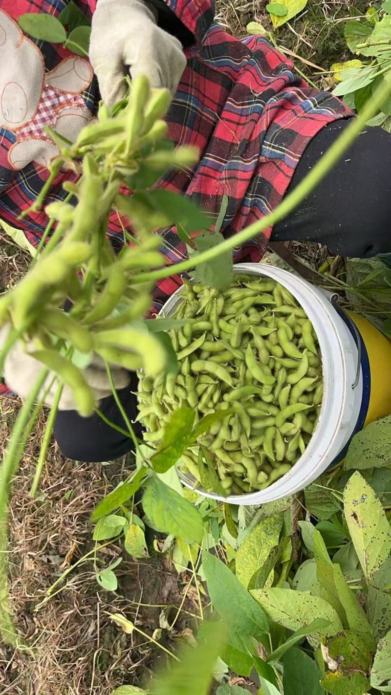 绿宝石毛豆产地直销量大质优价格优惠一手货源欢迎咨询