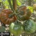 【实力货源】黑马蹄番茄农家种植全国供应