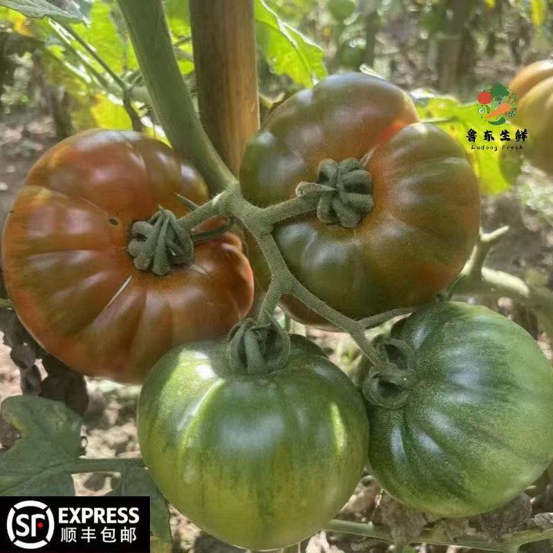 【实力货源】黑马蹄番茄农家种植全国供应