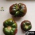 【实力货源】黑马蹄番茄农家种植全国供应