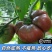 【精品黑马蹄】黑马蹄番茄全国供应农家种植