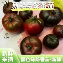 【精品黑马蹄】黑马蹄番茄全国供应农家种植