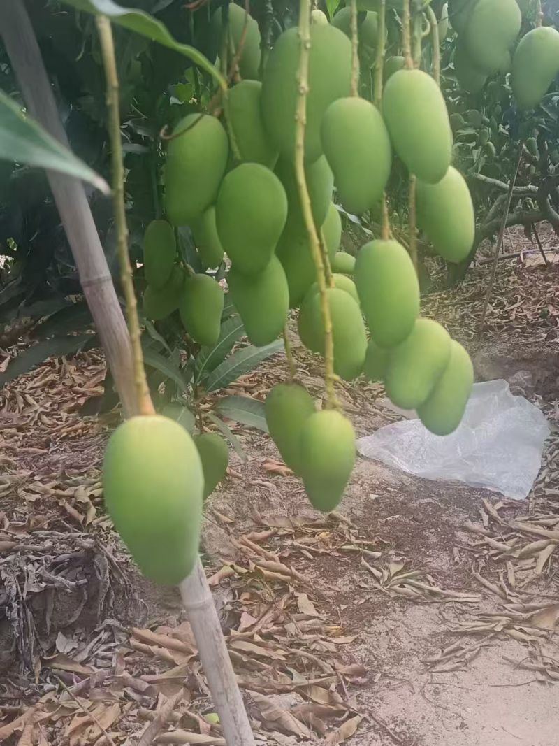 台芒芒果整车可发几十万斤都没有问题保质保量欢迎采购