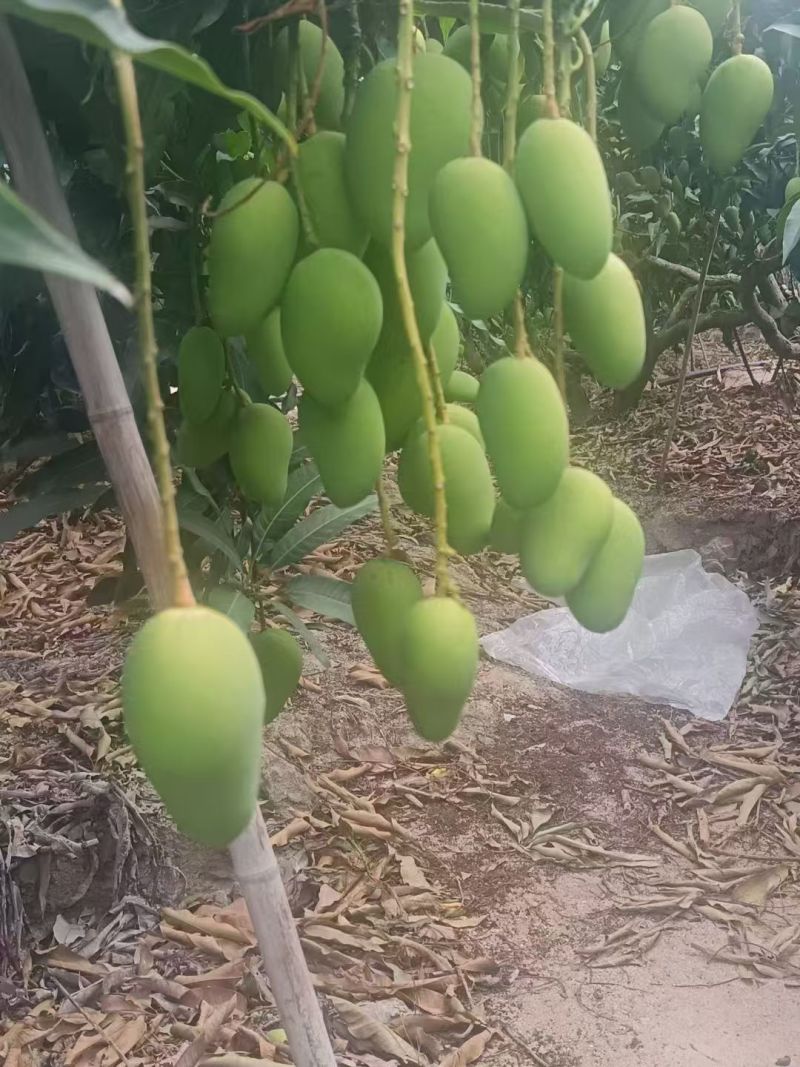 台芒芒果整车可发几十万斤都没有问题保质保量欢迎采购