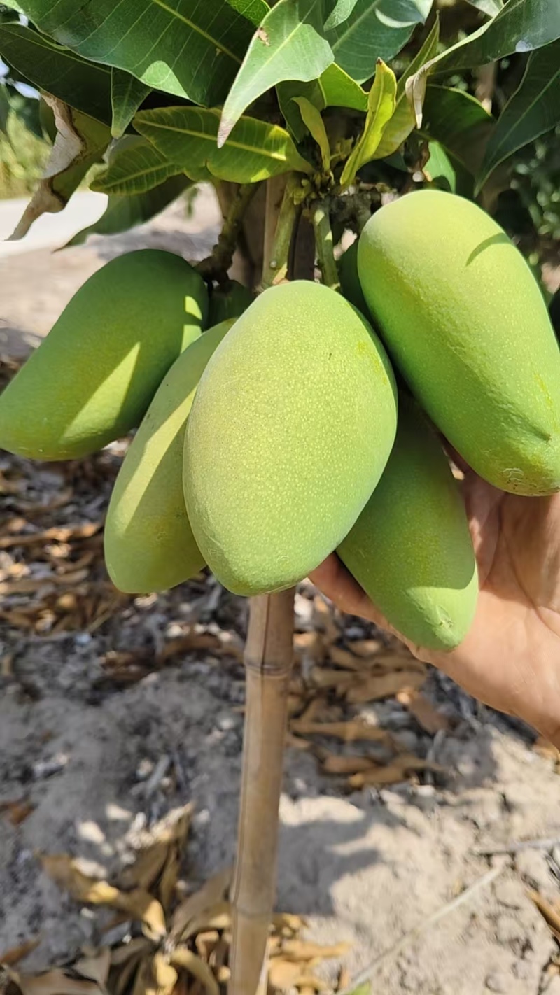 台芒芒果整车可发几十万斤都没有问题保质保量欢迎采购