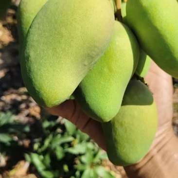 台芒芒果整车可发几十万斤都没有问题保质保量欢迎采购