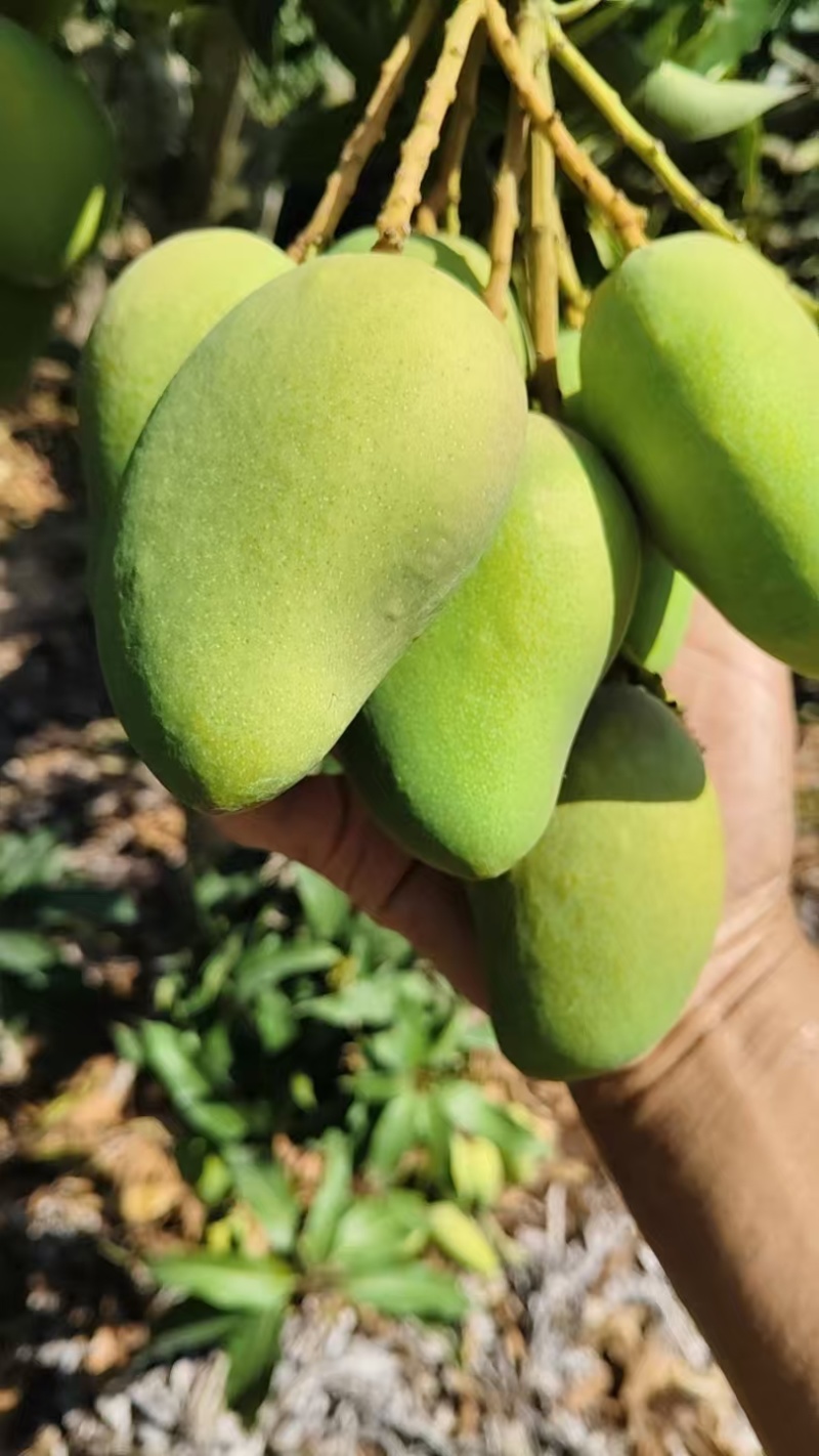 台芒芒果整车可发几十万斤都没有问题保质保量欢迎采购