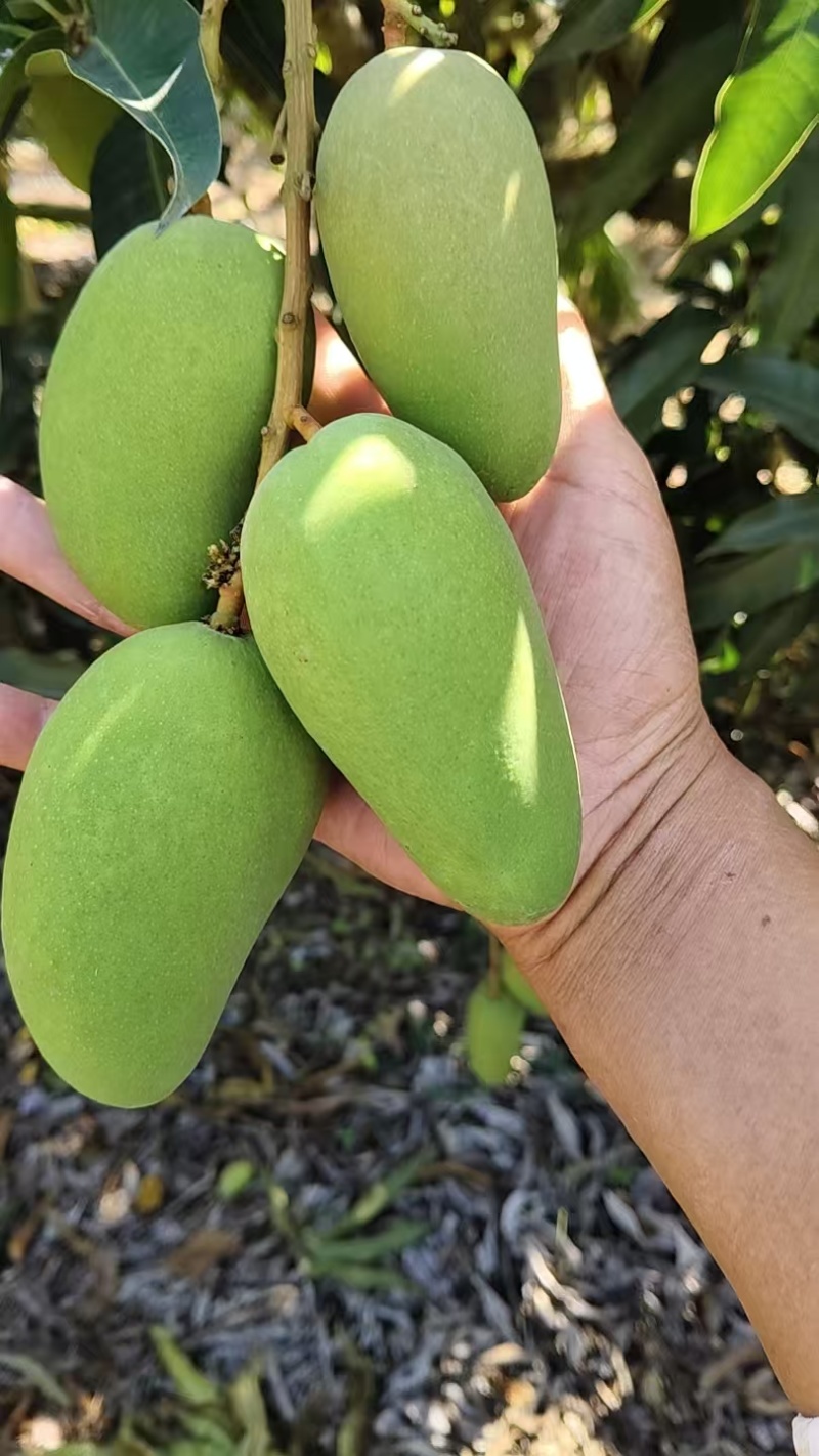 台芒芒果整车可发几十万斤都没有问题保质保量欢迎采购