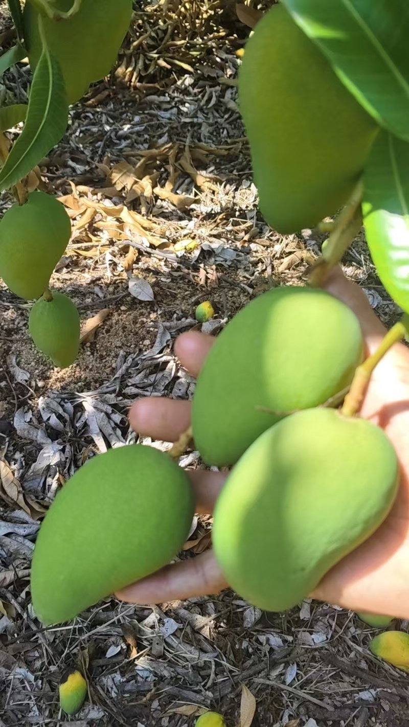 台芒芒果整车可发几十万斤都没有问题保质保量欢迎采购