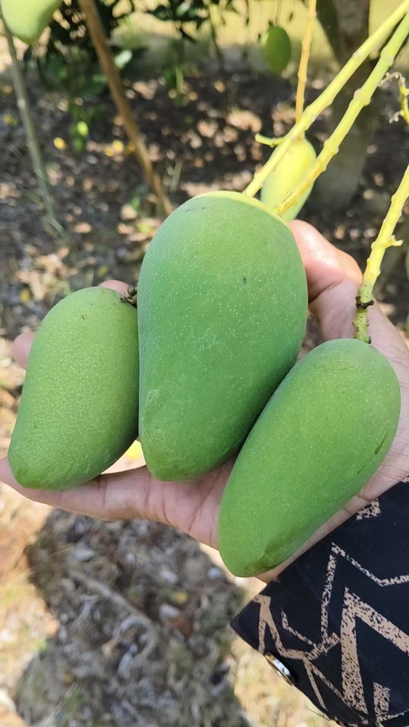 台芒芒果整车可发几十万斤都没有问题保质保量欢迎采购