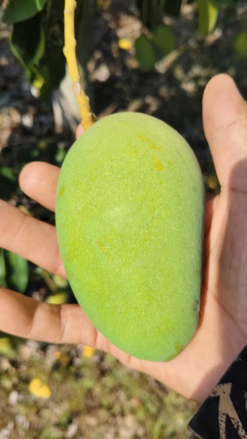 台芒芒果整车可发几十万斤都没有问题保质保量欢迎采购