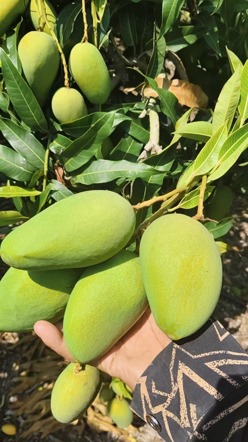 台芒芒果整车可发几十万斤都没有问题保质保量欢迎采购