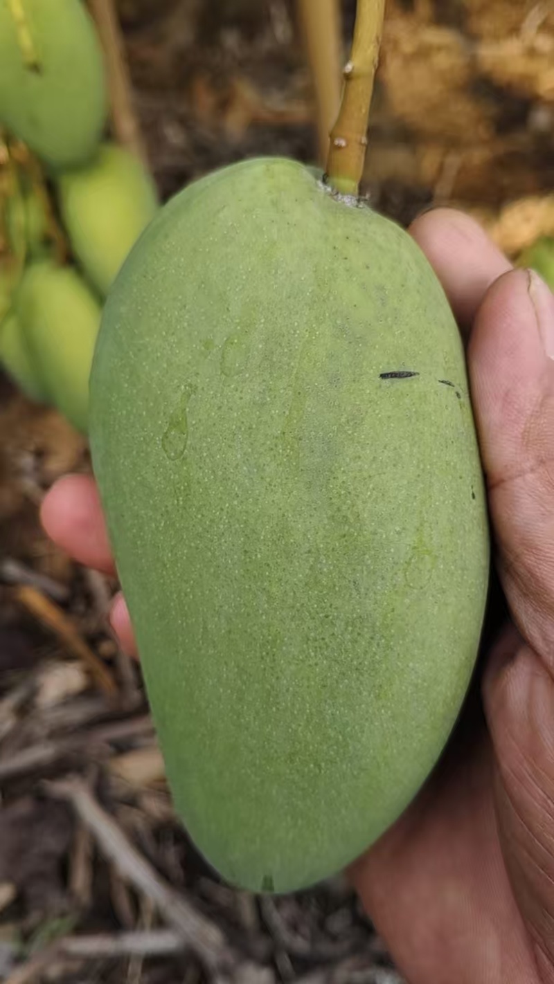 台芒芒果整车可发几十万斤都没有问题保质保量欢迎采购