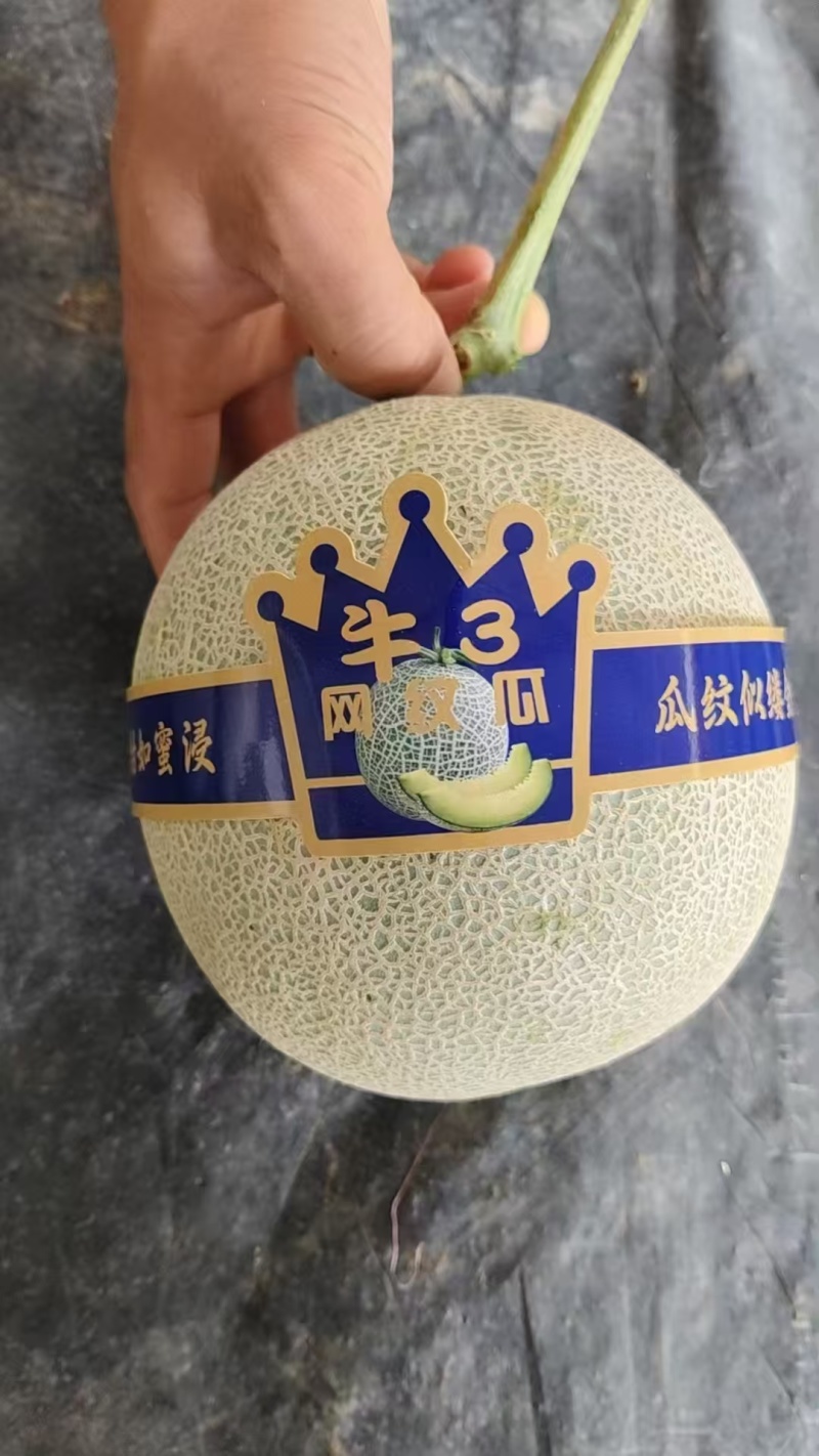 网纹瓜哈密瓜品类齐全产地直发量大从优可对接全国客商