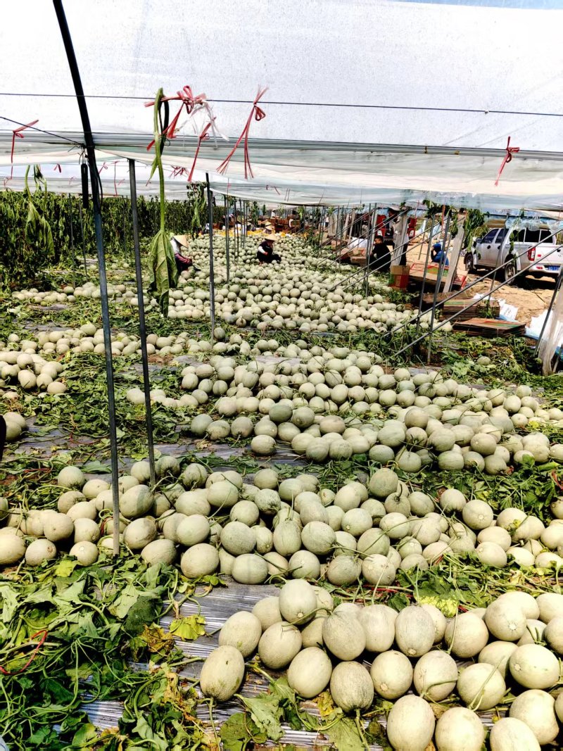 网纹瓜哈密瓜品类齐全产地直发量大从优可对接全国客商