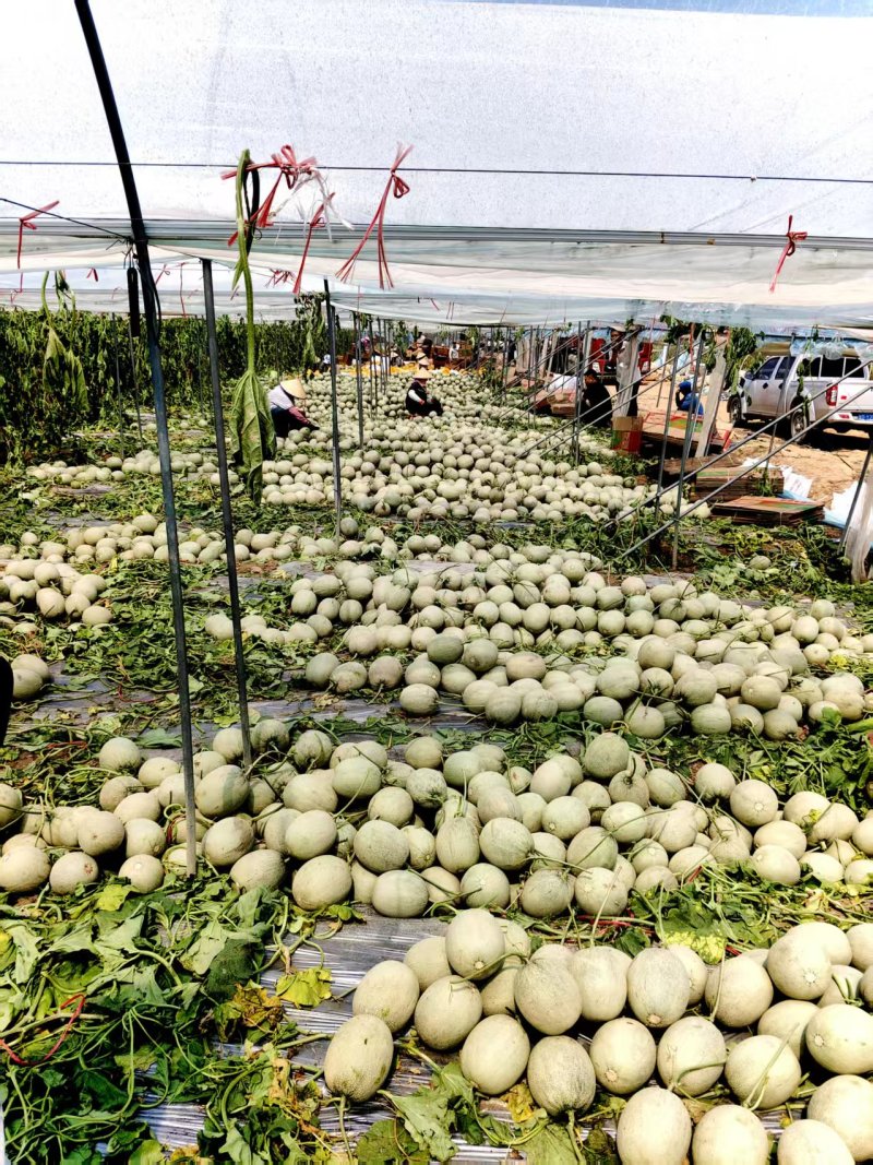 网纹瓜哈密瓜品类齐全产地直发量大从优可对接全国客商