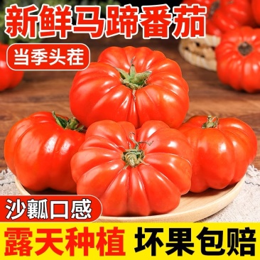 【精品粉马蹄】粉马蹄寿光源头发货农家种植