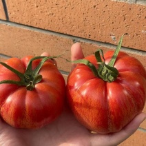 【寿光粉马蹄】农家种植产地直发丑番茄