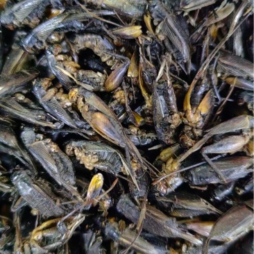 蟋蟀中药材蟋蟀蟋蟀干蛐蛐干货散装量大从优