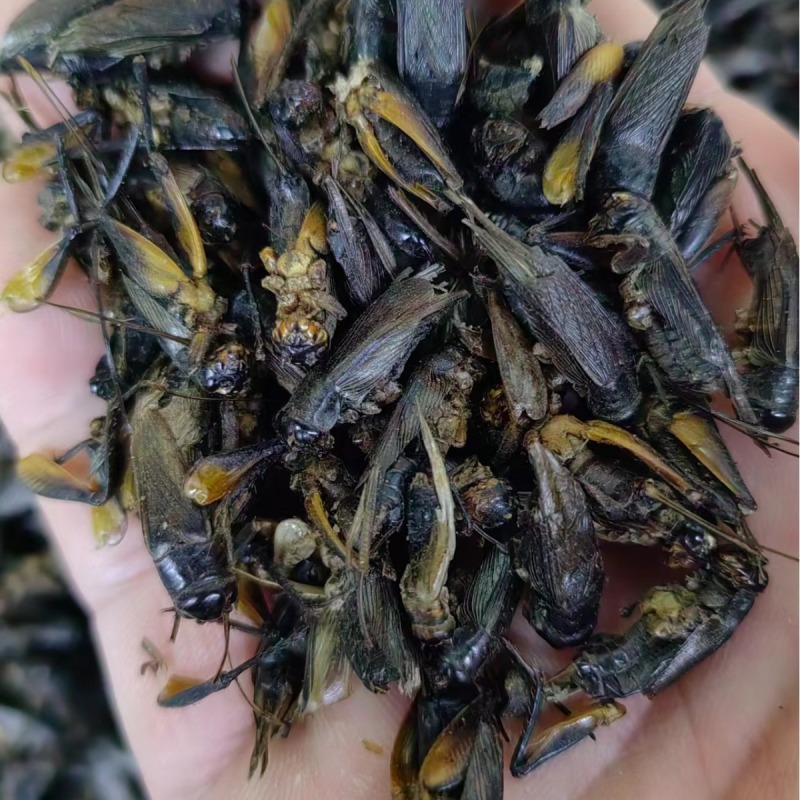 蟋蟀中药材蟋蟀蟋蟀干蛐蛐干货散装量大从优