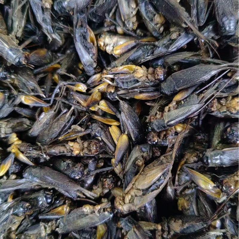 蟋蟀中药材蟋蟀蟋蟀干蛐蛐干货散装量大从优